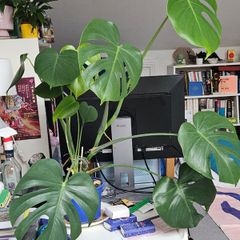 Large Monstera cheese plant