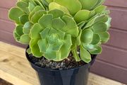 Large 8-Headed Aeonium Blushing Beauty