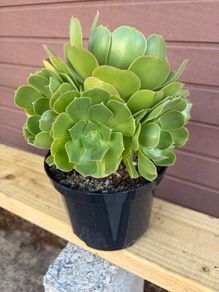 Large 8-Headed Aeonium Blushing Beauty