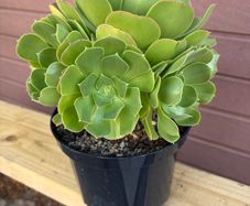 Large 8-Headed Aeonium Blushing Beauty