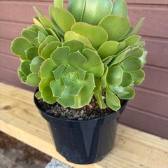 Large 8-Headed Aeonium Blushing Beauty