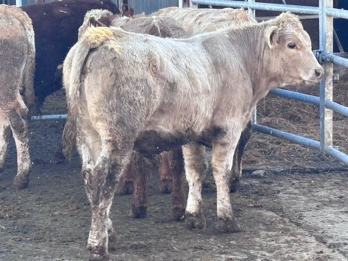 6 top quality suckler bred bull Weanlings for sale