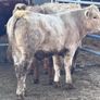 6 top quality suckler bred bull Weanlings for sale Image 6