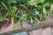 Blue Agapanthus  plant