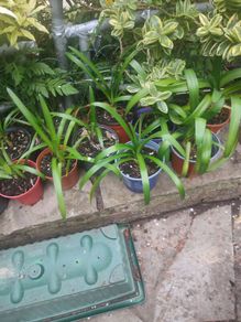 Blue Agapanthus  plant
