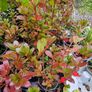 Red Robin Hedging TWO EUROS Image 4