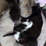Kittens for Adoption Image 6