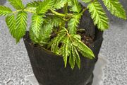 Atherton Raspberry Plant