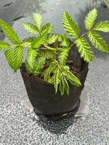 Atherton Raspberry Plant