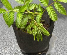 Atherton Raspberry Plant