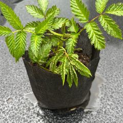 Atherton Raspberry Plant