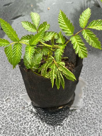 Atherton Raspberry Plant