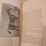 1850 Antique Book The Pictorial Gallery of English Race Horses 90 Engravings Image 10