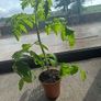 Organic Tomato Plants Image 2