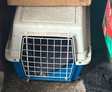 dog crate