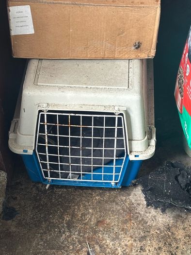 dog crate