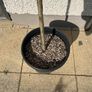 Flamingo Tree (Salix Integra) Image 2