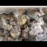 Live & frozen baits Image 4