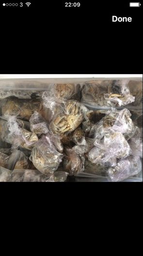 Live & frozen baits