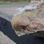 old fossil Image 4