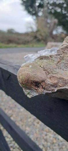 old fossil