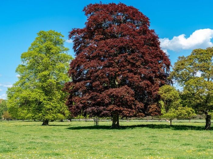 Wanted 15 to 20 year old trees