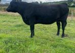 In calf Aubrac cross heifers
