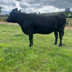In calf Aubrac cross heifers