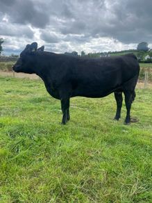 In calf Aubrac cross heifers