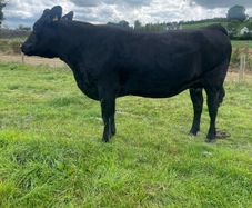 In calf Aubrac cross heifers