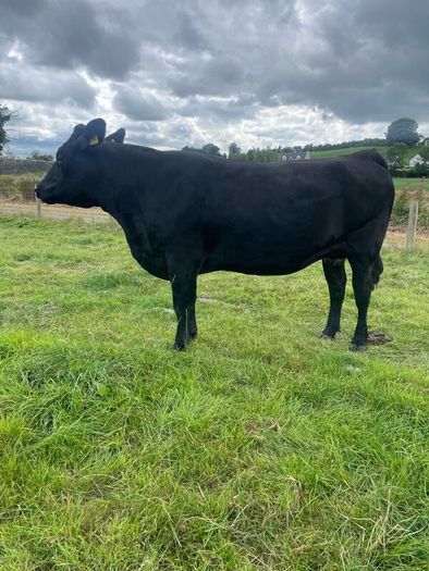 In calf Aubrac cross heifers
