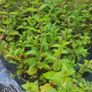 plants Image 6