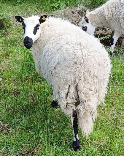 Excellent Kerryhill Hogget rams for sale