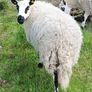 Excellent Kerryhill Hogget rams for sale Image 8