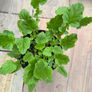 garden plants Image 2