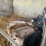 Calfs Image 3