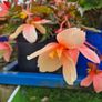 plants for sale Image 3