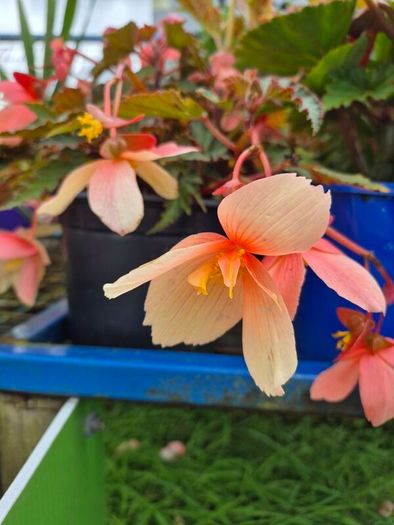 plants for sale