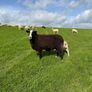 Organic Zwartble Hogget Rams & Ram Lambs Image 4