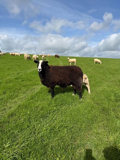 Organic Zwartble Hogget Rams & Ram Lambs