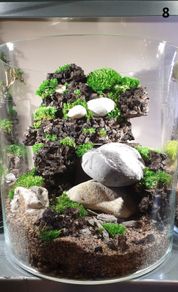 Forest in a jar H25 x W28