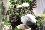 Forest in a jar H25 x W28