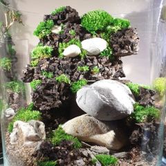 Forest in a jar H25 x W28