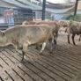 Charlaois bulls Image 4