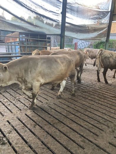 Charlaois bulls
