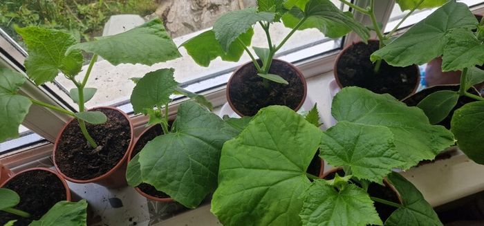 Cucumber plants