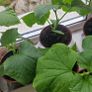 Cucumber plants Image 2