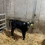 calfs in New Ross today Image 3