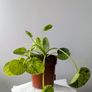 Pillea Peperomioides Plant Image 3