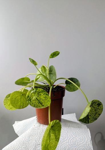 Pillea Peperomioides Plant